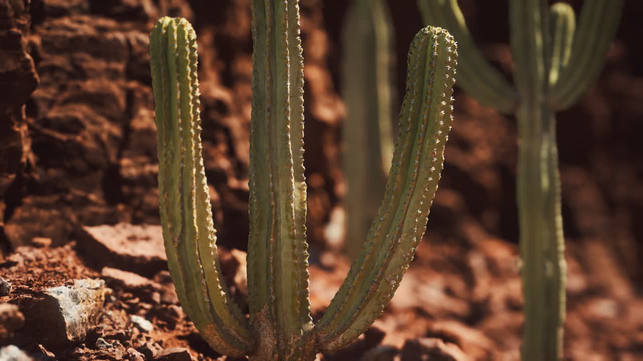 cactus en el desierto de arizona cerca de piedras de roca roja