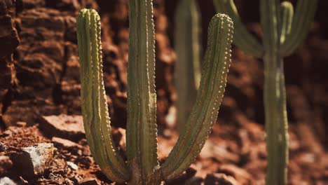 cactus in the arizona desert near red rock stones