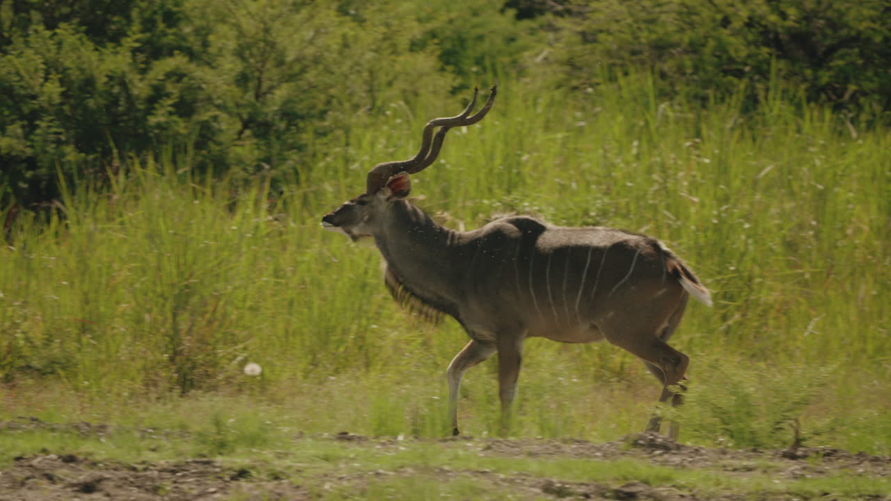 Greater Kudu in the African Savanna