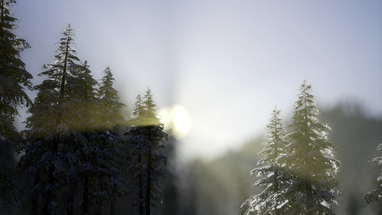 Morning light filtering through snow covered trees in a winter forest