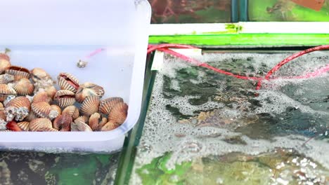 cockles displayed in trays at seafood market