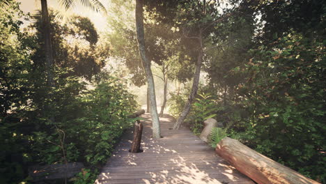 wooden path track from planks in forest park