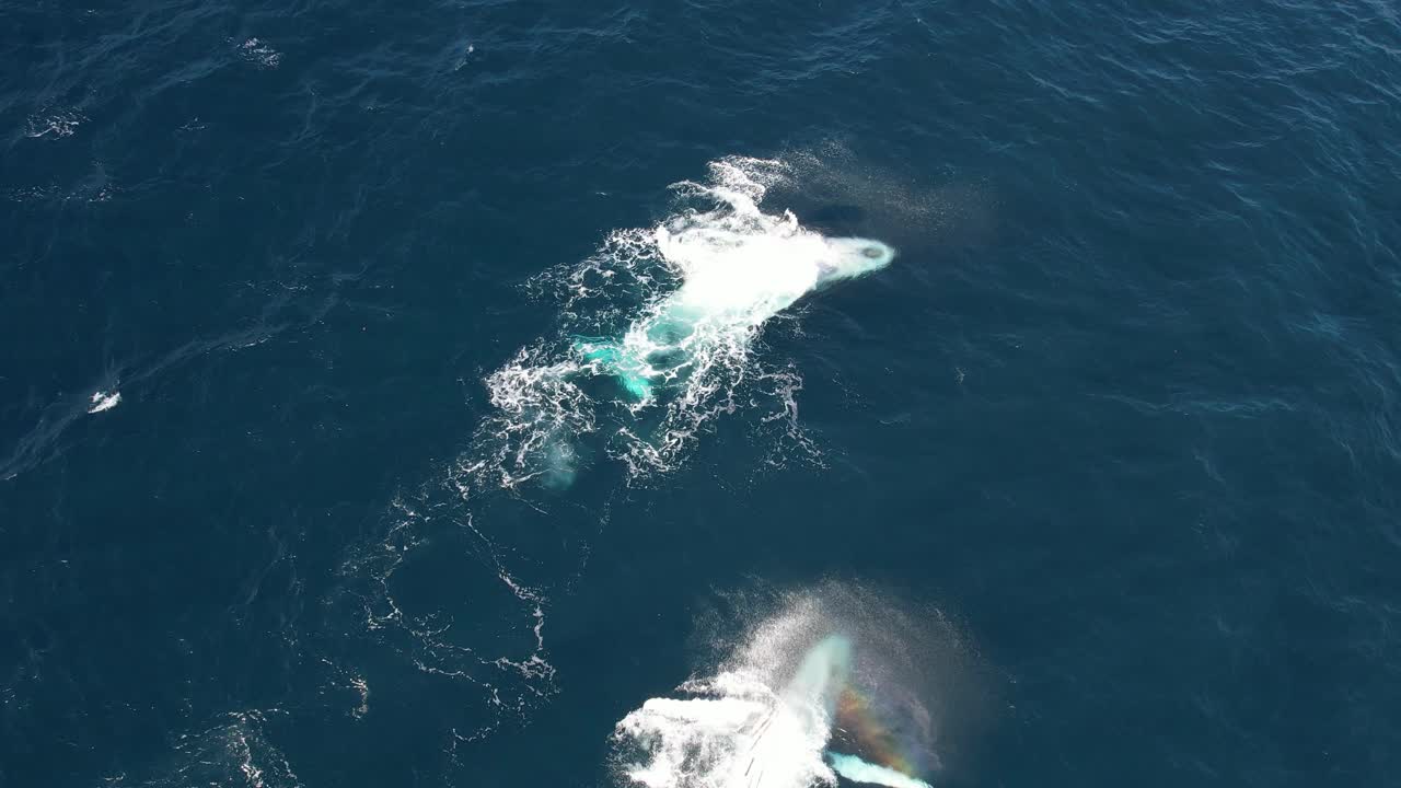 Playful Humpback Whales Slapping Their Fins On The Water In Summer