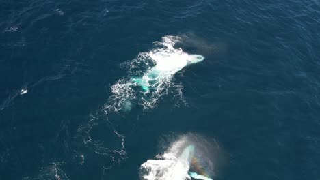 playful humpback whales slapping their fins on the water in summer