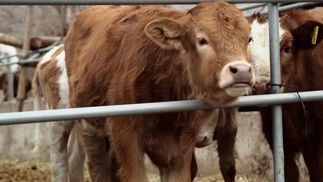 calves standing and chewing the cud