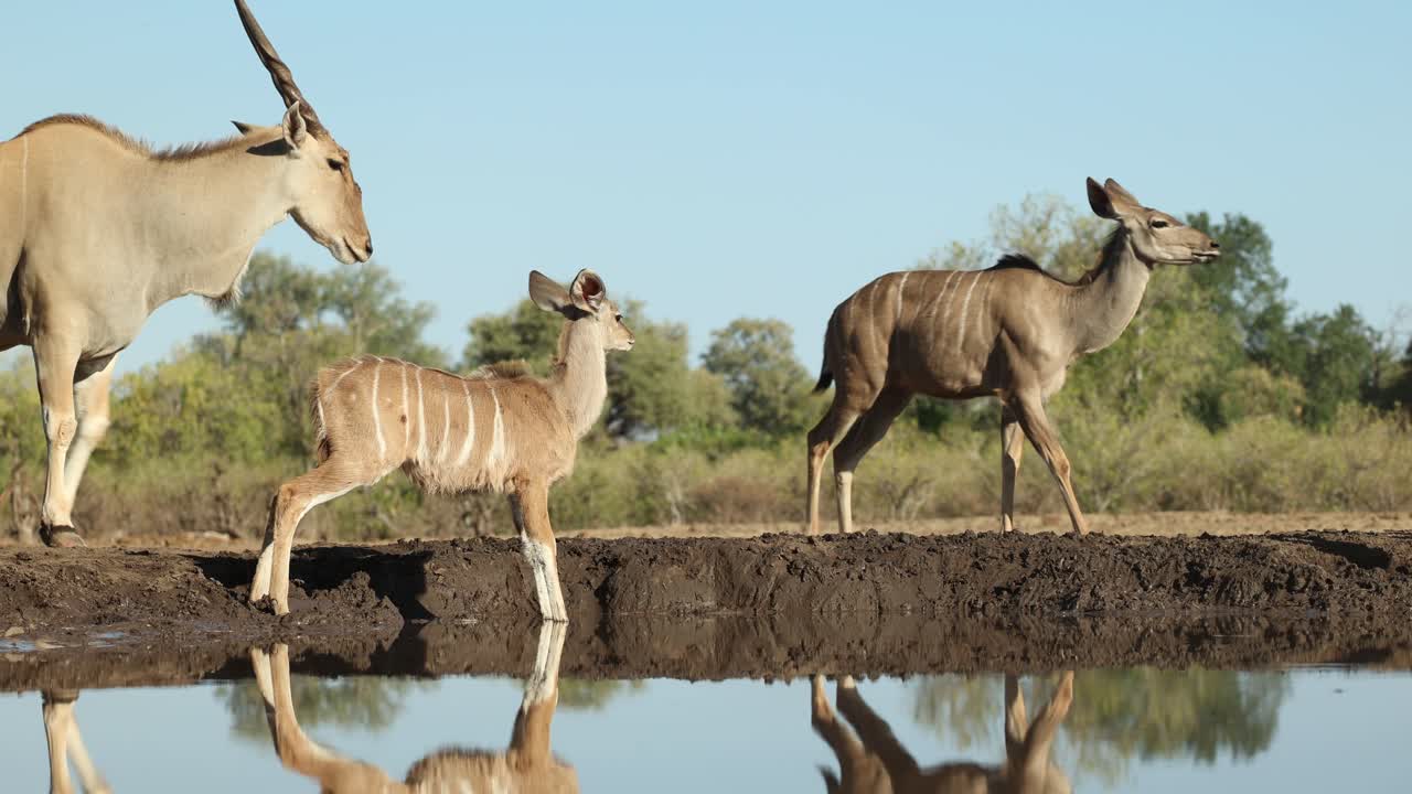 Wide shot of a baby kudu and impalas drinking before a huge eland bull walks up to the waterhole. Filmed from an underground hide at a low angle, Mashatu Game Reserve, Botswana