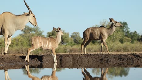 wide shot of a baby kudu and impalas drinking before a huge eland bull walks up to the waterhole. filmed from an underground hide at a low angle, mashatu game reserve, botswana