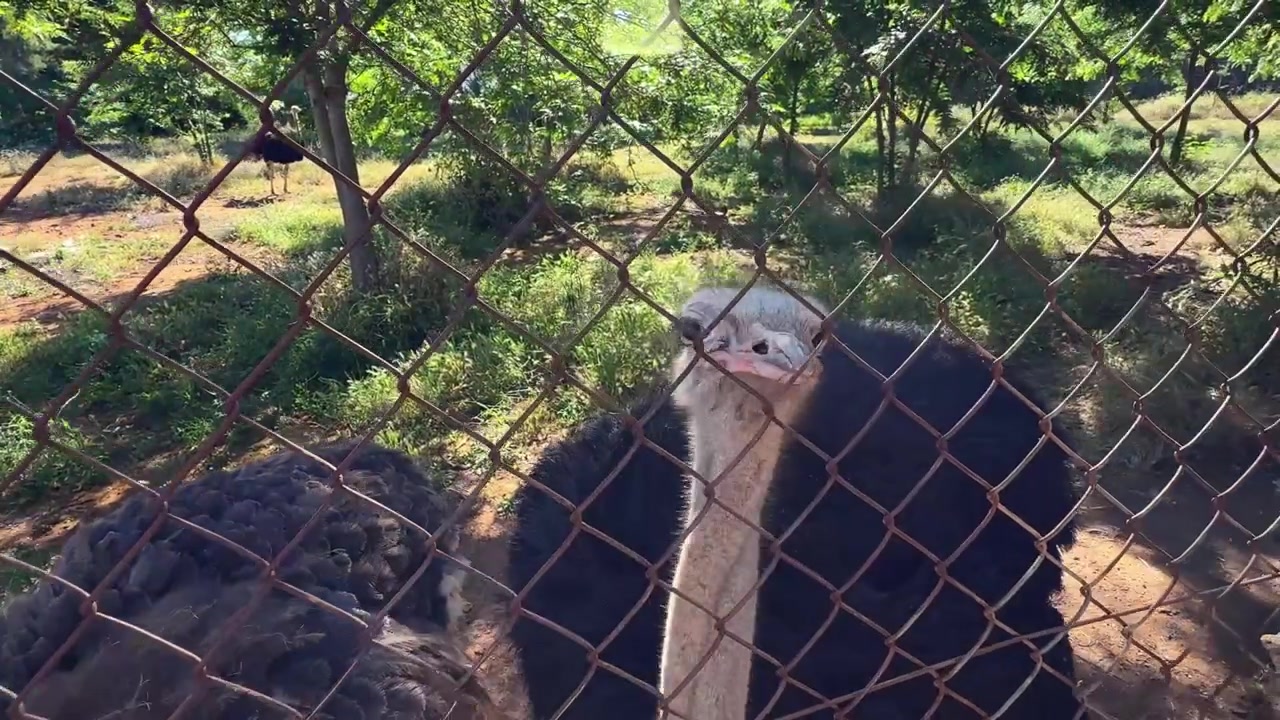 Curious Ostrich Looking Directly at Camera Behind Fence