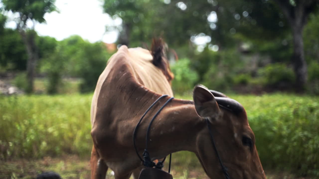 vaca pastando en el campo agrícola, animal tradicional del pueblo sagrado