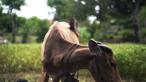 Cow-Grazing-In-Agricultural-Farm-Field,-Traditional-Sacred-Village-Animal