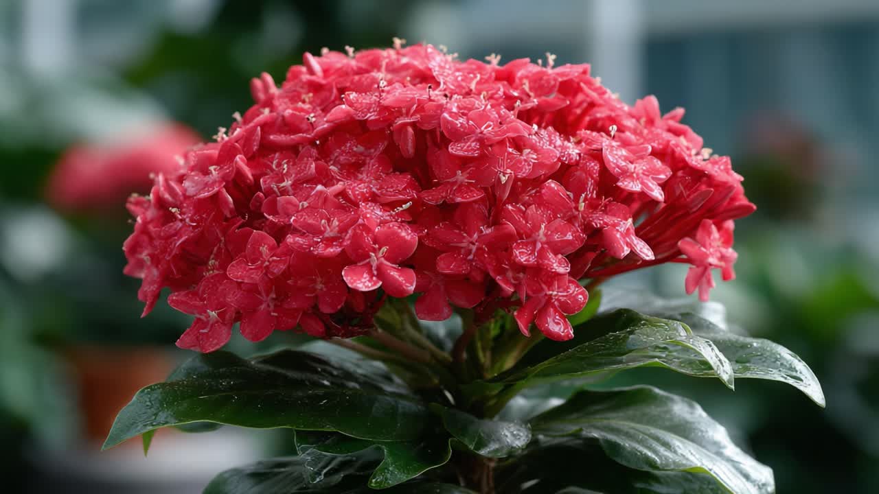 A Stunning Display of Blooms: Vibrant Red Flowers Glistening with Raindrops Against a Verdant Green Background in a Lush Indoor Garden Setting