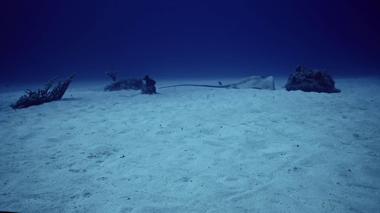 спокойная и красивая рая, спокойно лежащая на песчаном дне океана.