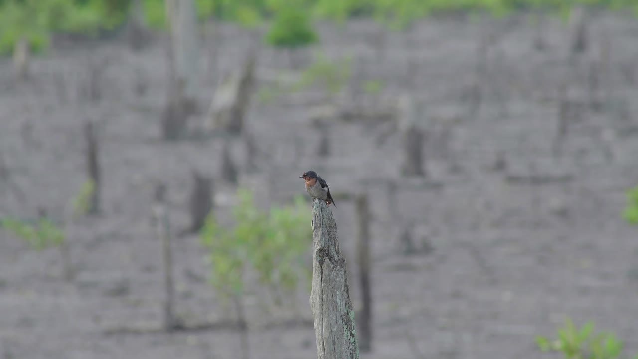 golondrina del pacífico donde se posan en el árbol muerto
