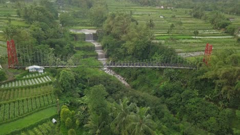 suspension bridge crossing the valley with waterfall surrounded by dense of trees and vegetable plantation