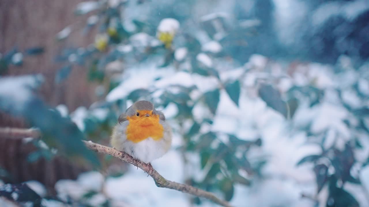더 나은 시야를 확보하기 위해 머리를 돌리고 날아가는 로빈 새