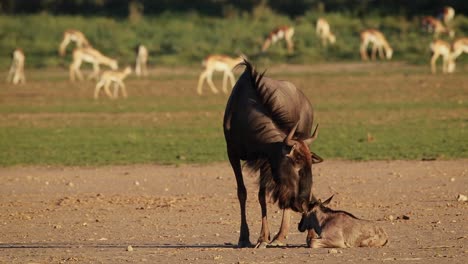 Wide-shot-of-a-female-Blue-Wildebeest-standing-next-to-her-newborn-calf-before-nudging-it-gently,-Kgalagadi-Transfrontier-Park