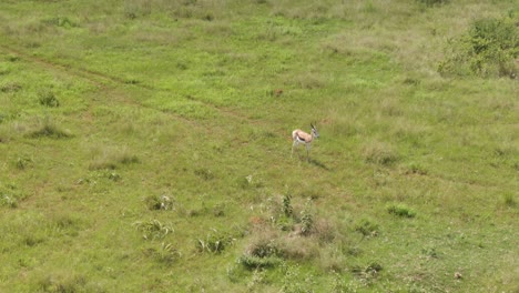 Drone-footage-of-a-lone-Springbok-antelope-ram-standing-in-the-wild-on-a-green-grassed-savannah