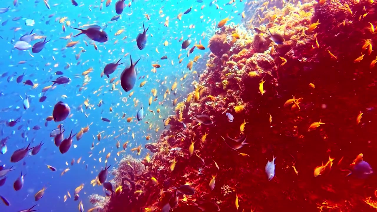 Tusindvis af små jomfrufisk og blå chromis sværmer dynamisk langs en dyb undervands koralrevsafgrundsvæg i Stillehavet