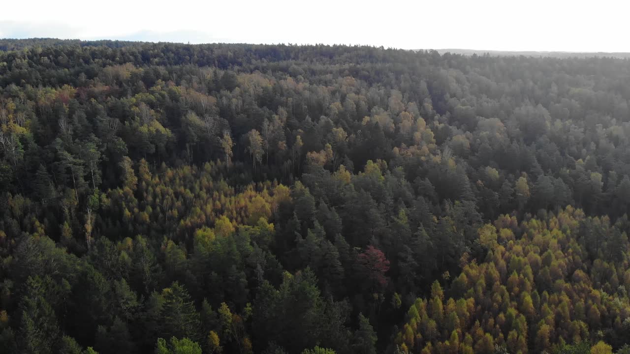 el dron retrocede lentamente sobre la densa escena del bosque otoñal, la escena agroforestal