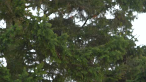 fast falling snow with pine tree in background