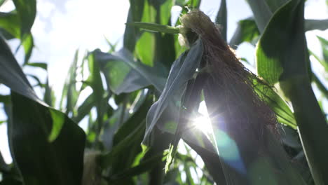 slow motion shot of corn stalk with sun flair