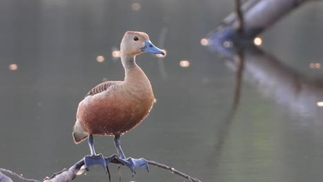 whistling duck in pond uhd 3 mp4 4k ..