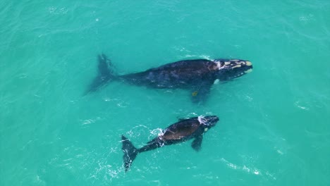 Ballena-Franca-Austral-Madre-Y-Cría