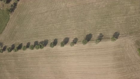Drohnenansicht-über-Der-Baumgrenze-Inmitten-Von-Weizenfeldern-Nach-Der-Ernte