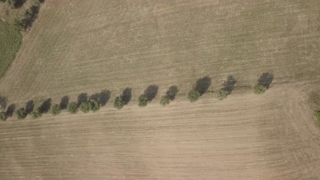 drone view above trees line in the middle of a wheat fields after the harvest