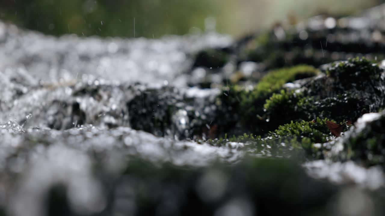 Stream flowing through forest in New Zealand