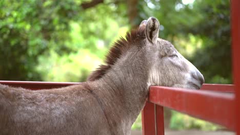 cute donkey moving his head in farm