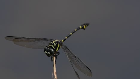 the common flangetail dragonfly is commonly seen in thailand and asia