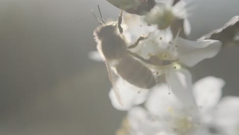 Cerrar-Miel-De-Abeja-En-Flor-De-Cerezo-Endrino-Blanco-Flor-Lenta