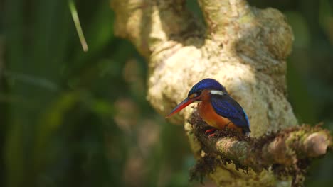 a beautiful blue-eared kingfisher bird perched on a mossy branch, and shaking its head