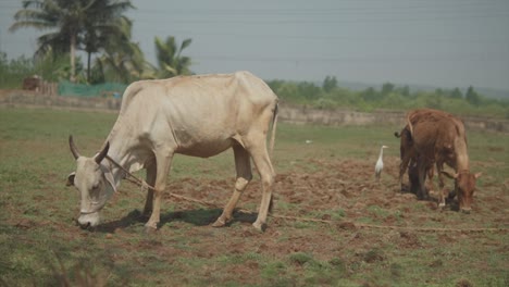 Static-slow-motion-handheld-shot-of-grazing-cows-on-a-dry-field-tied-to-a-rope-during-a-sunny-day