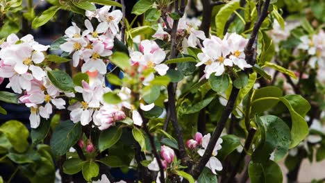 Primer-Plano-De-La-Flor