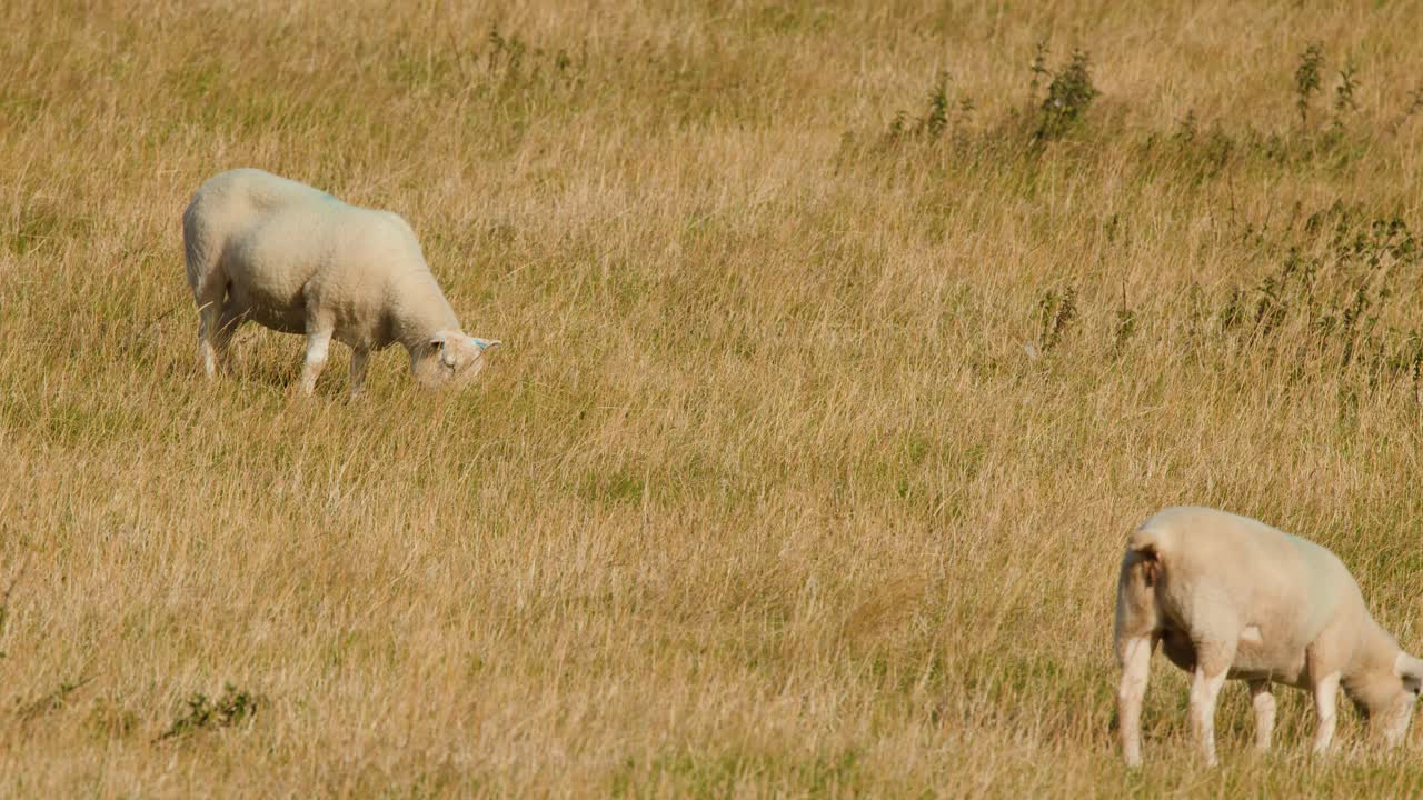 Two sheep graze calmly in golden grassland under natural sunlight, steady wide shot, rural setting