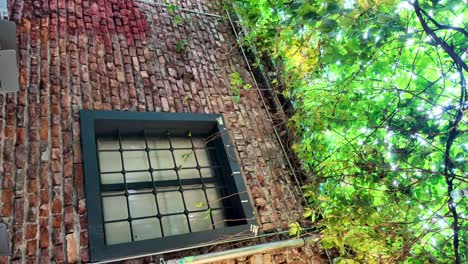 old brick wall with gridded window and green foliage