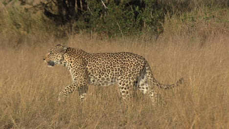 un leopardo macho deslizando a través de la hierba seca durante el día