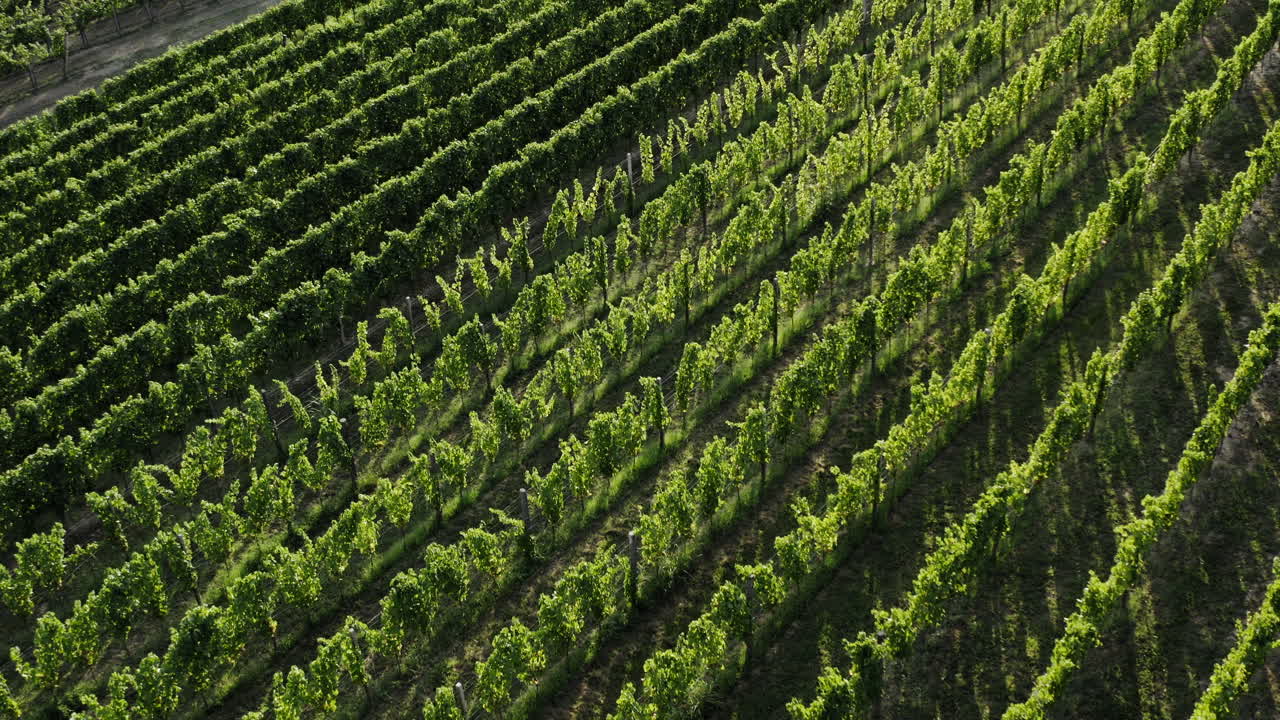 una vista aérea de un viñedo