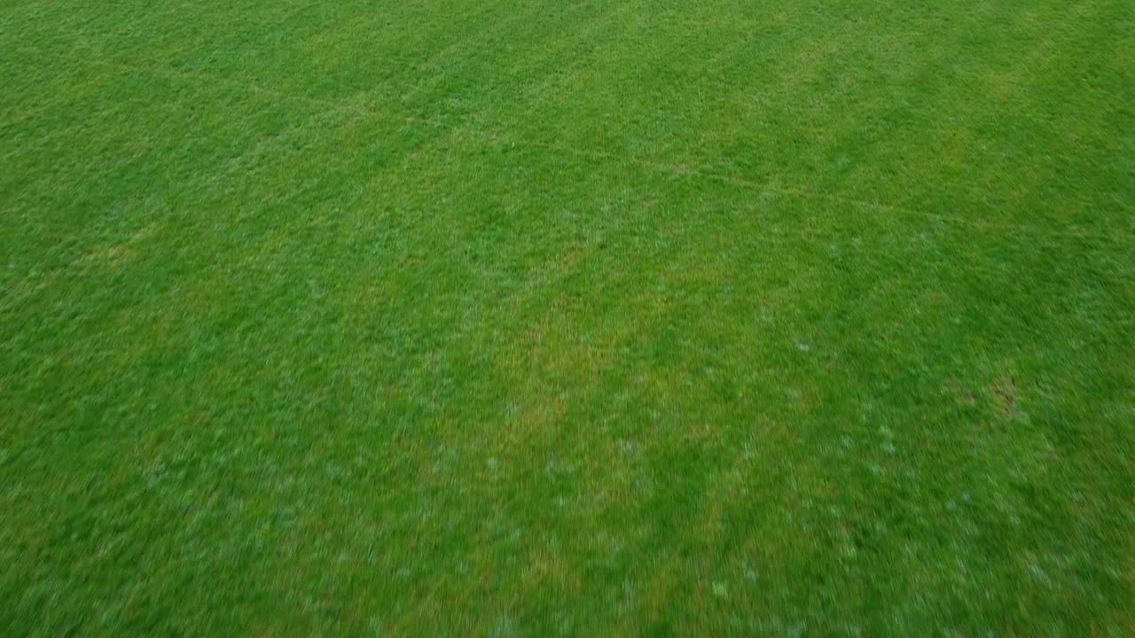 tiro de un prado verde