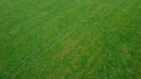 tiro de un prado verde