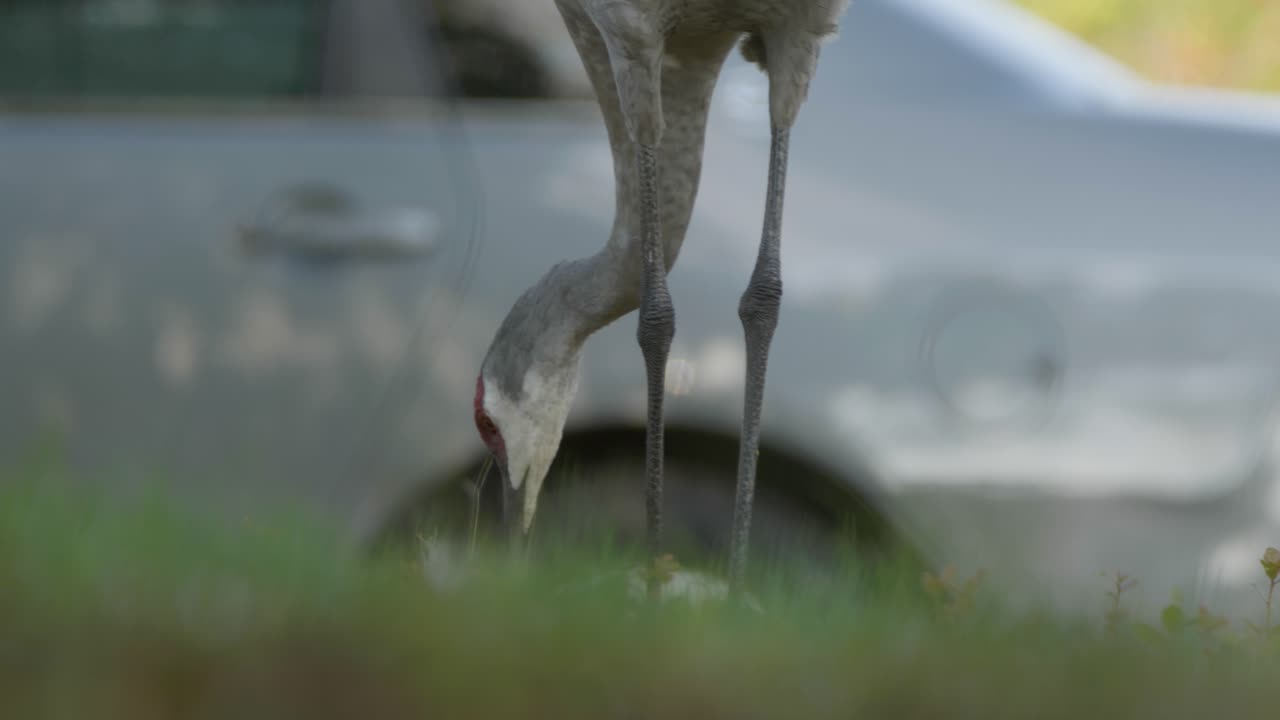 Sandhill Crane pecking grass for acorns