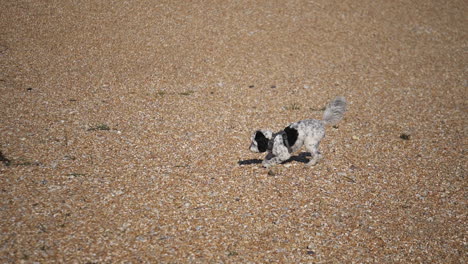 Entzückender-Labradoodle-hund-An-Einem-Kiesstrand-In-Großbritannien,-Der-Einen-Tennisball-Zurückholt