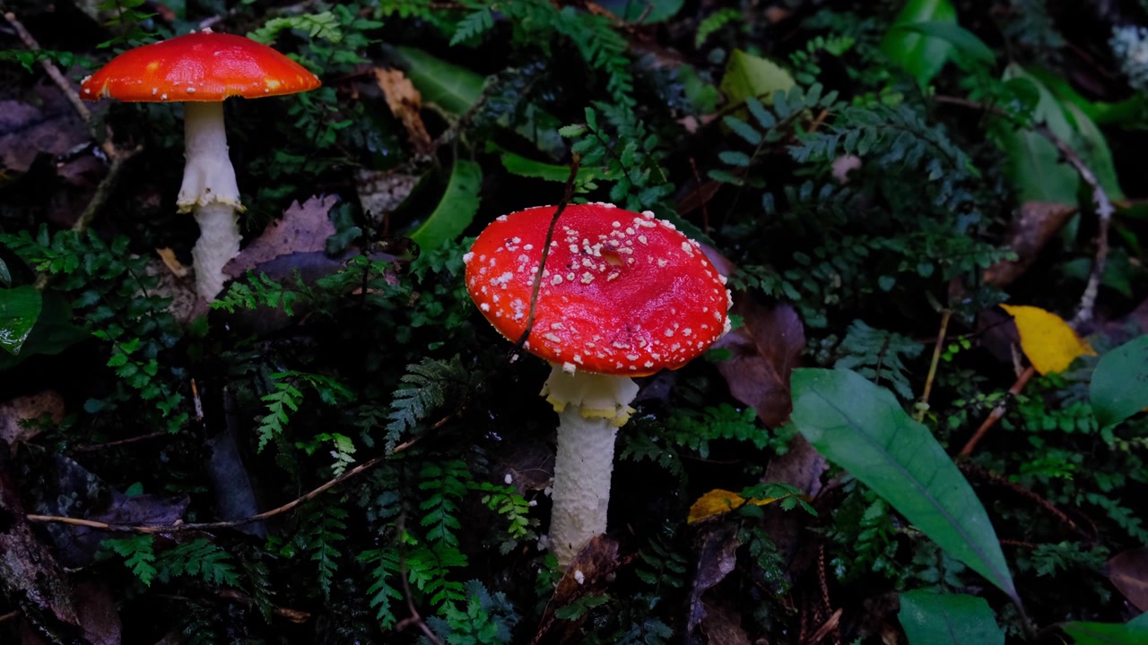 Red and white coloured Amanita muscaria fly agaric mushroom growing on forest floor in Wellington, New Zealand Aotearoa