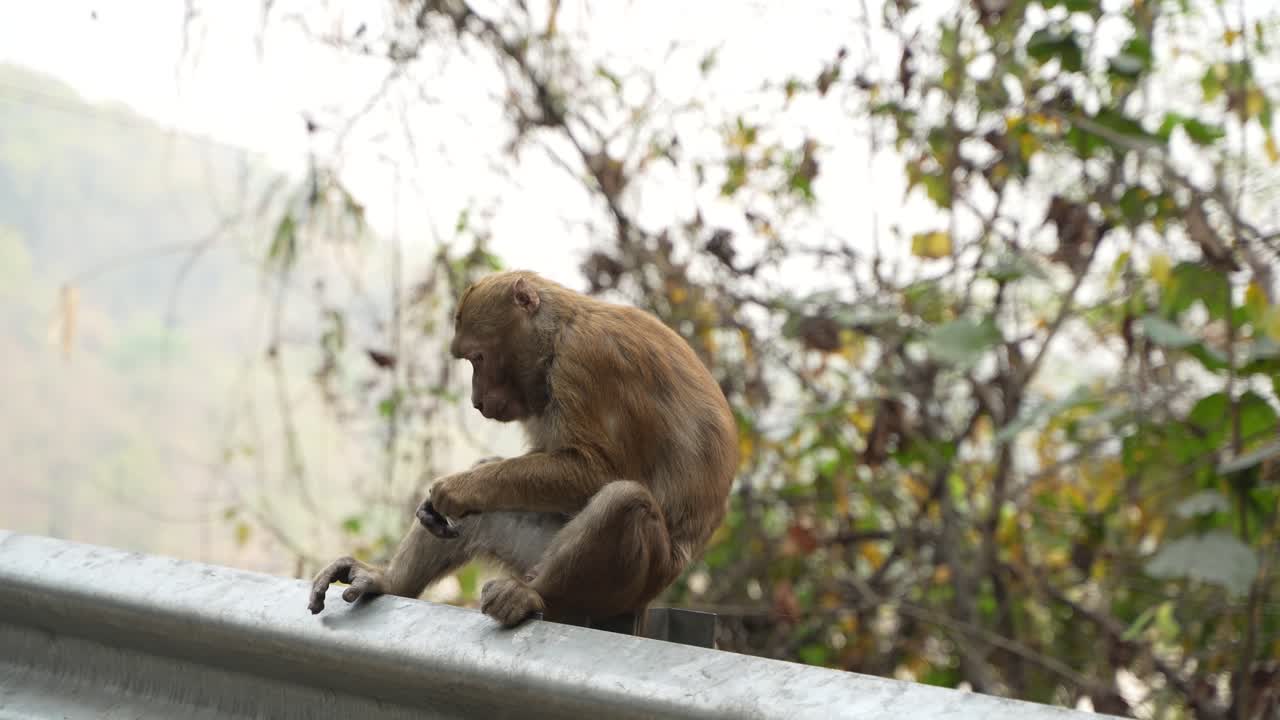 un mono está comiendo al lado de la carretera