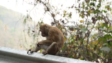 a monkey is eating by the roadside