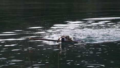 beagle dog wags tail in water while swimming with wooden stick in mouth
