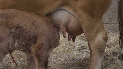 Ternero-Limousin-Recién-Nacido,-Encontrando-Tetinas-Para-El-Primer-Trago-De-Leche-De-Calostro