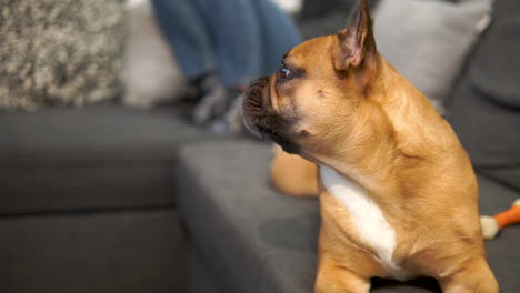 a concerned french bulldog raises its head and tries to bark - pan camera slow motion